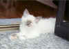 cuccioloblu.jpg (48833 byte)