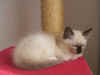 cuccioloblutrespolo.jpg (11272 byte)