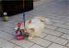 cucciolocrema.jpg (56182 byte)