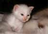 cucciolopiccorossoocrema.jpg (36218 byte)