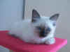 cucciolotrespolo.jpg (9423 byte)